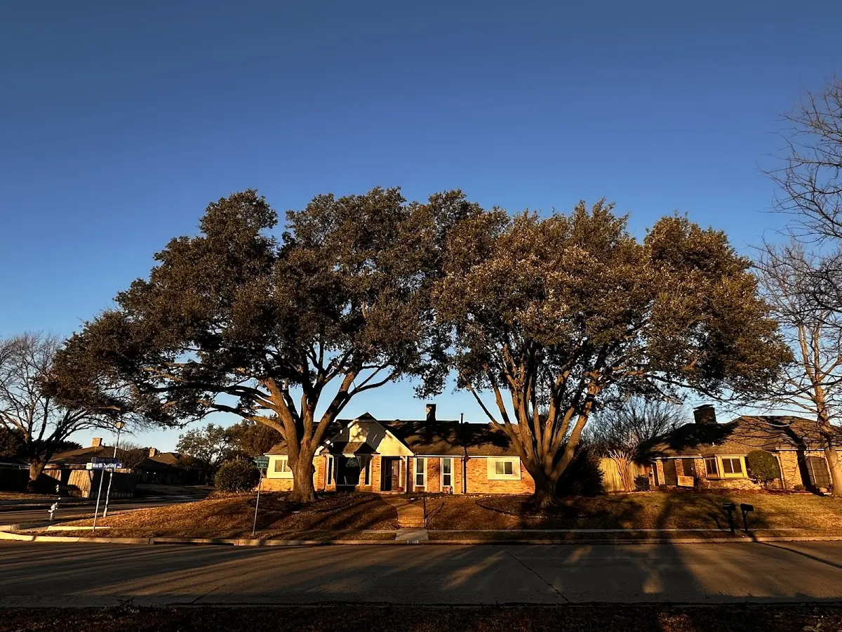 Established residential canopy tree shading a home in Shepherd